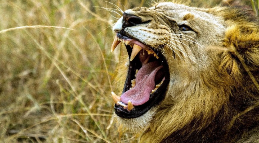 Motorist Attack Allegedly Linked to A Lion